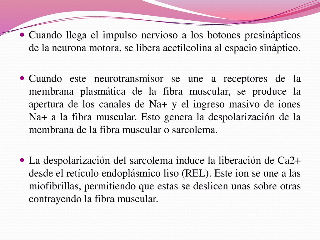 Cuando llega el impulso nervioso a los botones presinápticos de la neurona motora, se libera acetilcolina al espacio sináptico.