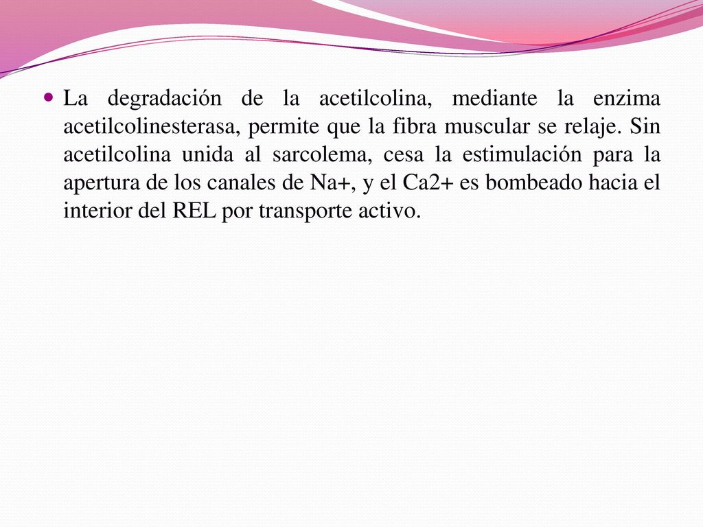 La degradación de la acetilcolina, mediante la enzima acetilcolinesterasa, permite que la fibra muscular se relaje.