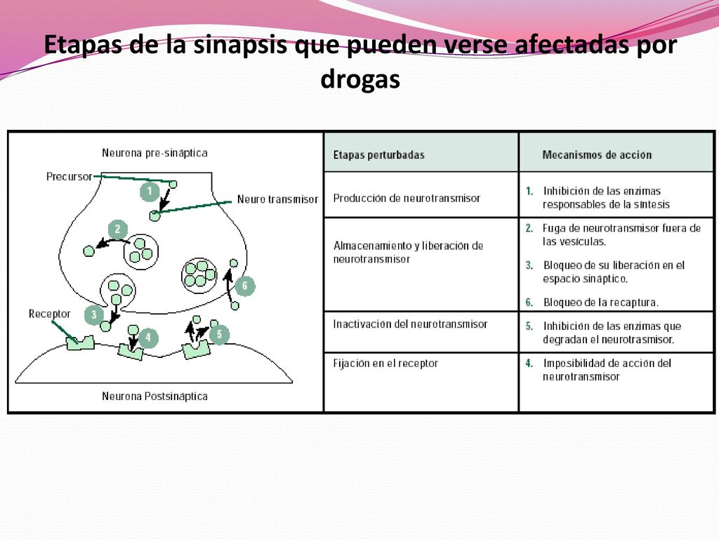Etapas de la sinapsis que pueden verse afectadas por drogas