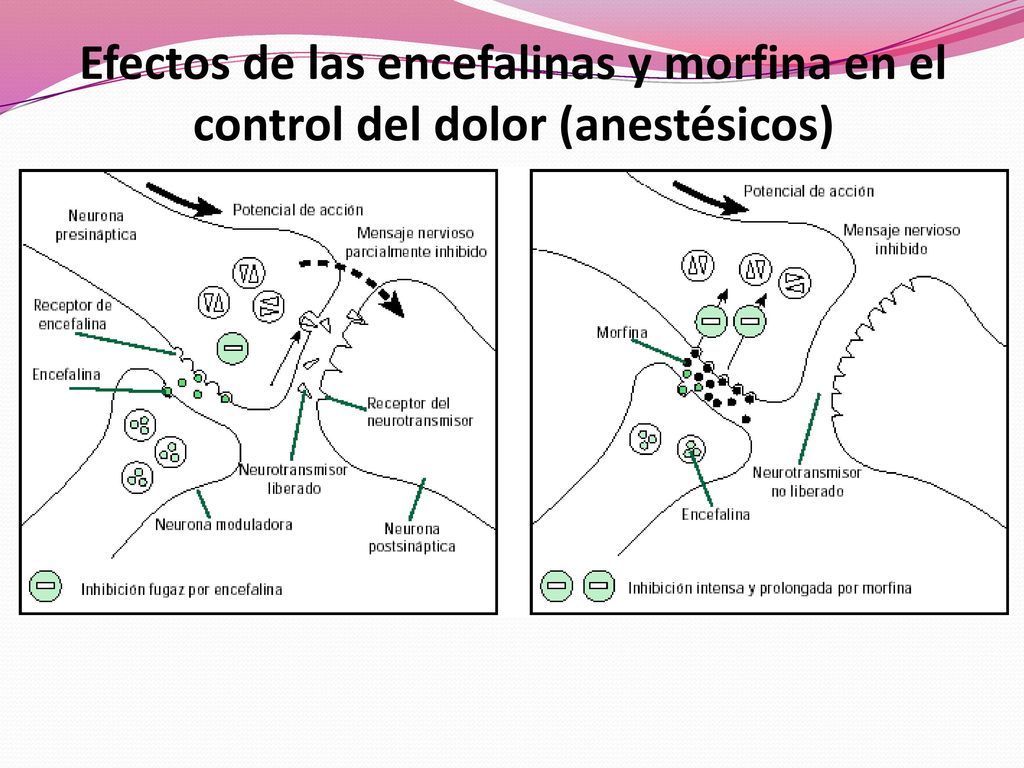 Efectos de las encefalinas y morfina en el control del dolor (anestésicos)