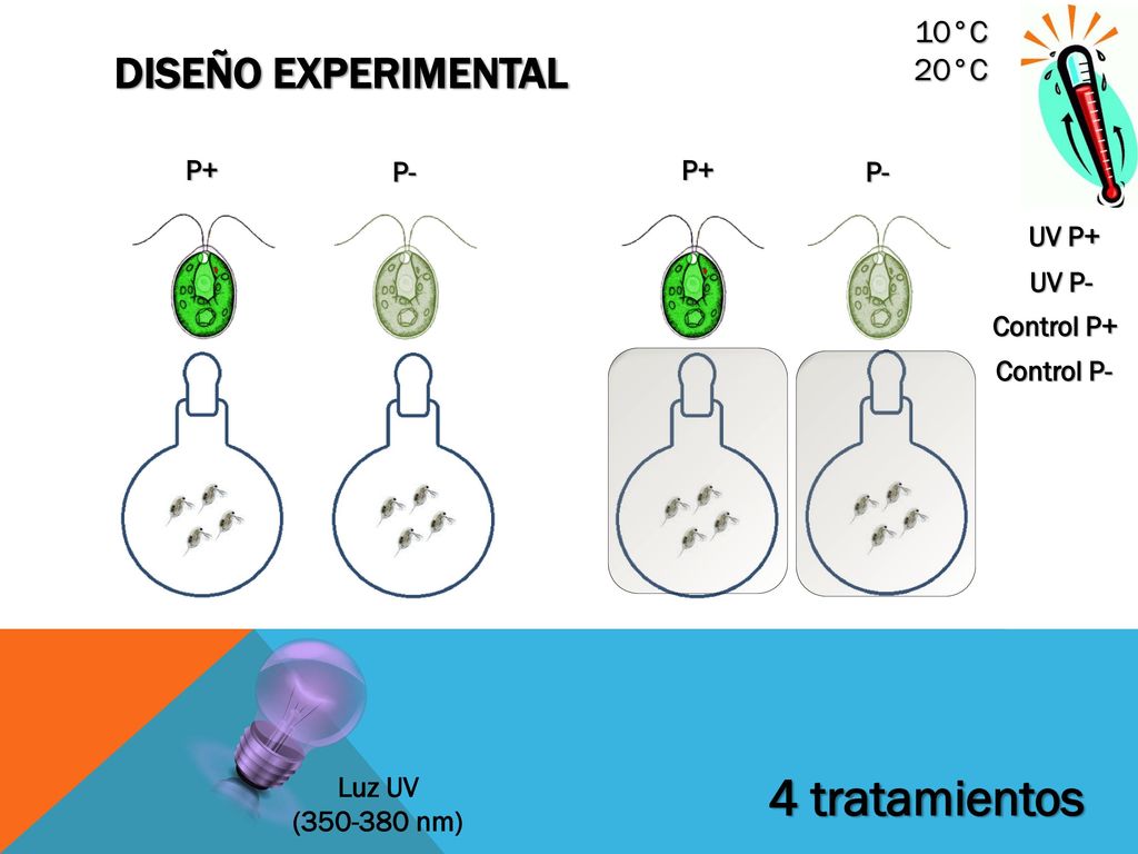 4 tratamientos Diseño experimental 10°C 20°C P+ P- P+ P- UV P+ UV P-