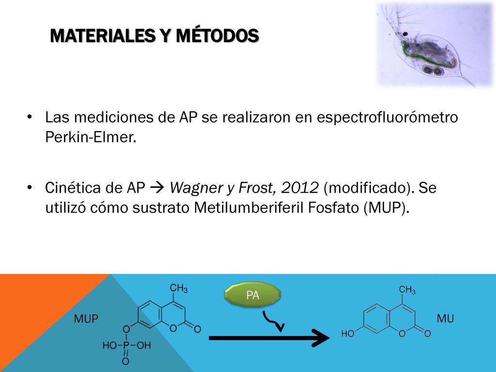 Materiales y métodos Las mediciones de AP se realizaron en espectrofluorómetro Perkin-Elmer.