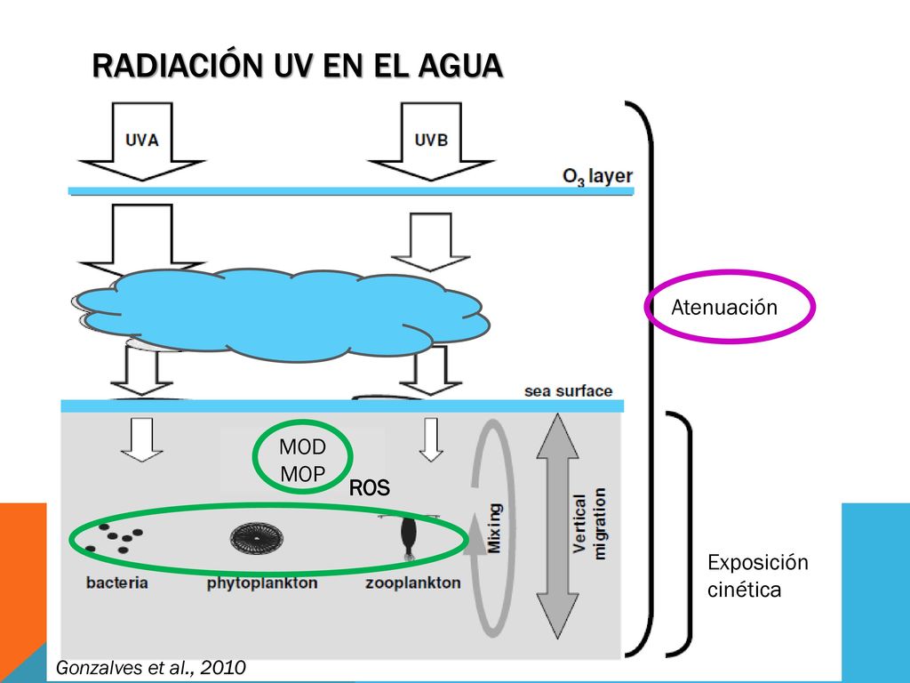 Radiación UV en el agua Atenuación Nubes y aerosoles MOD MOP ROS