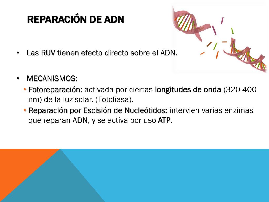 Reparación de adn Las RUV tienen efecto directo sobre el ADN.