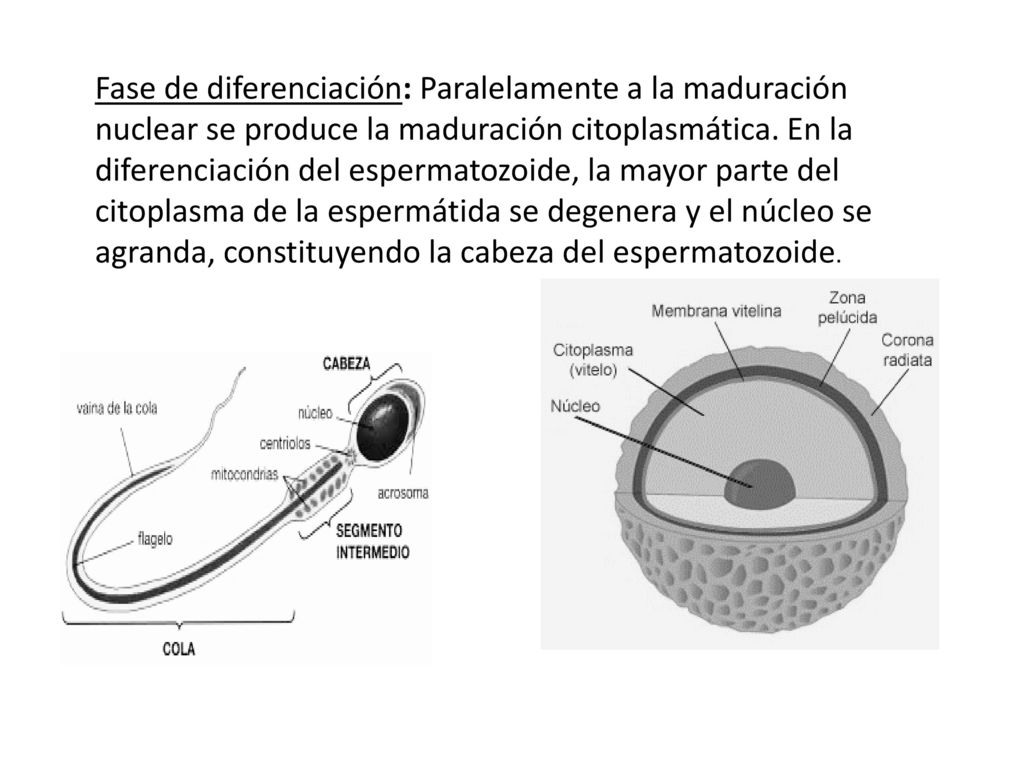Fase de diferenciación: Paralelamente a la maduración nuclear se produce la maduración citoplasmática.