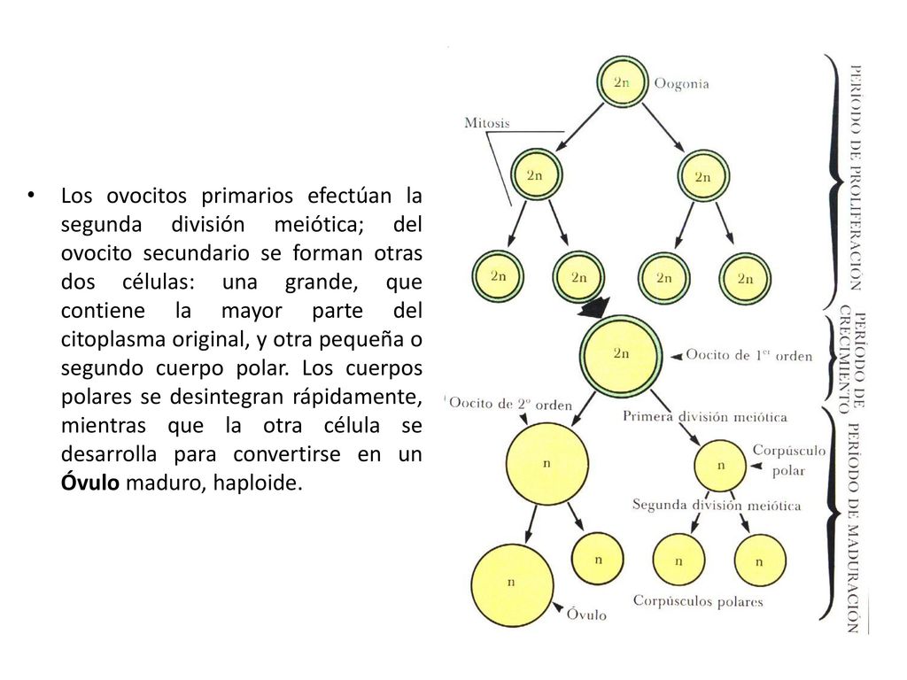 Los ovocitos primarios efectúan la segunda división meiótica; del ovocito secundario se forman otras dos células: una grande, que contiene la mayor parte del citoplasma original, y otra pequeña o segundo cuerpo polar.