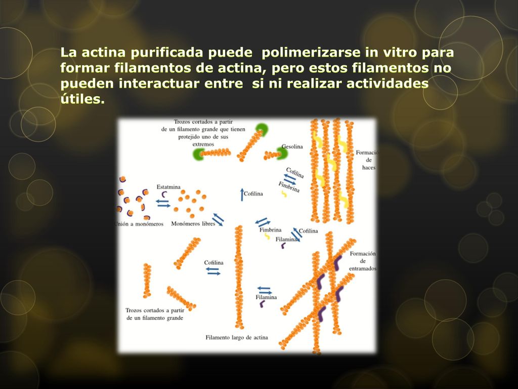 La actina purificada puede polimerizarse in vitro para formar filamentos de actina, pero estos filamentos no pueden interactuar entre si ni realizar actividades útiles.