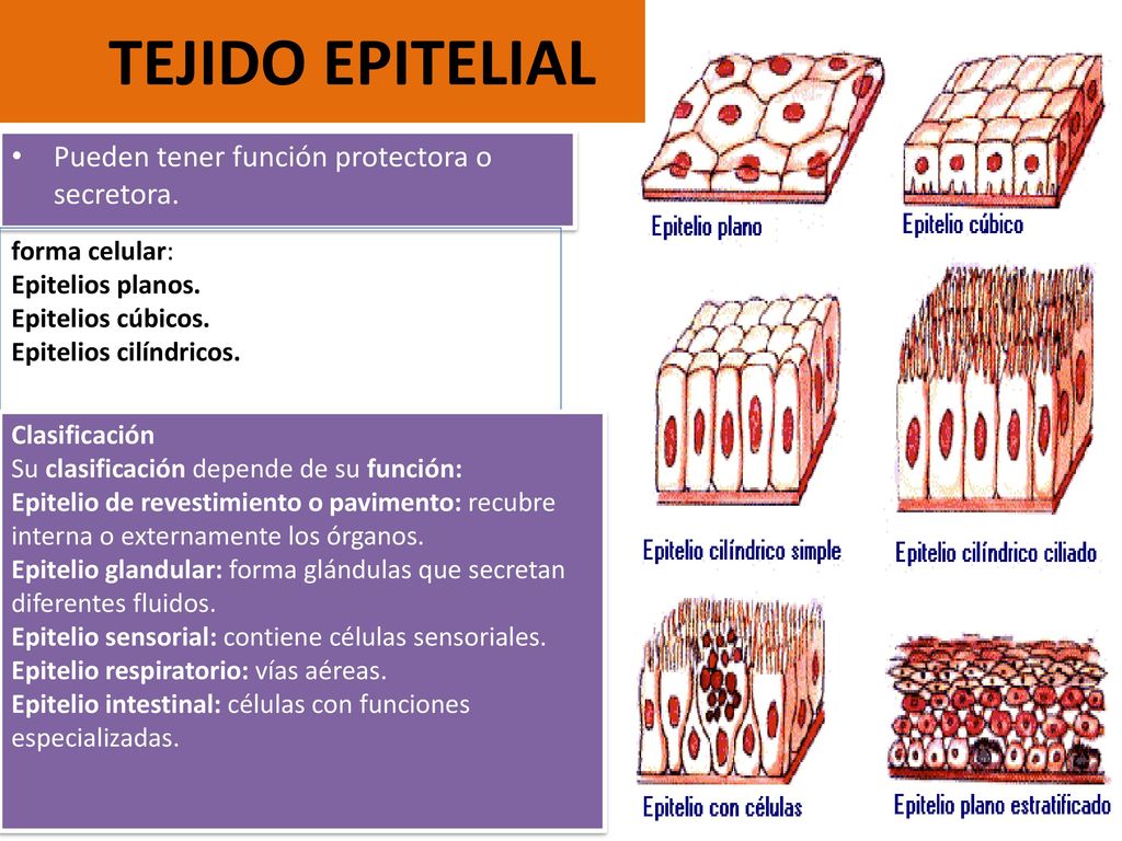 TEJIDO EPITELIAL Pueden tener función protectora o secretora.