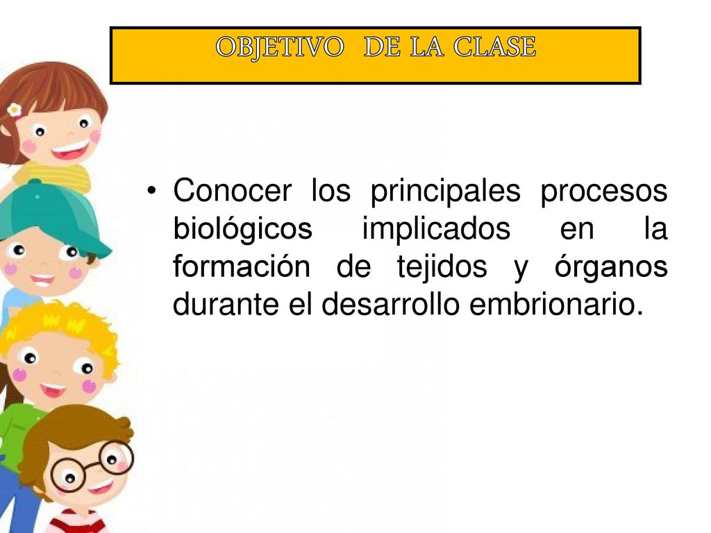 OBJETIVO DE LA CLASE Conocer los principales procesos biológicos implicados en la formación de tejidos y órganos durante el desarrollo embrionario.