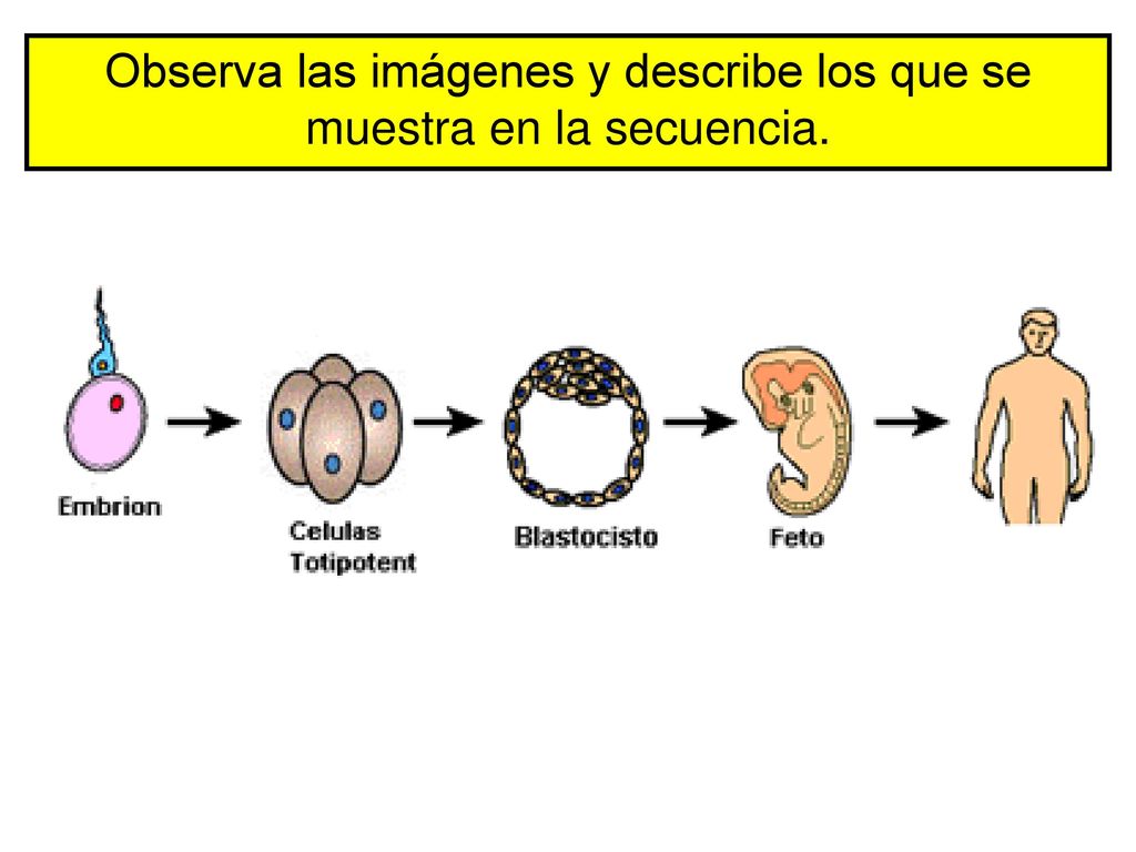 Observa las imágenes y describe los que se muestra en la secuencia.