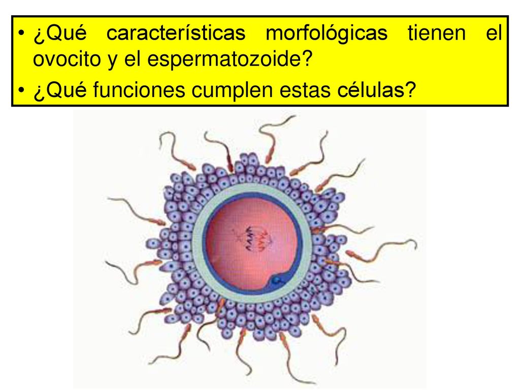 ¿Qué características morfológicas tienen el ovocito y el espermatozoide