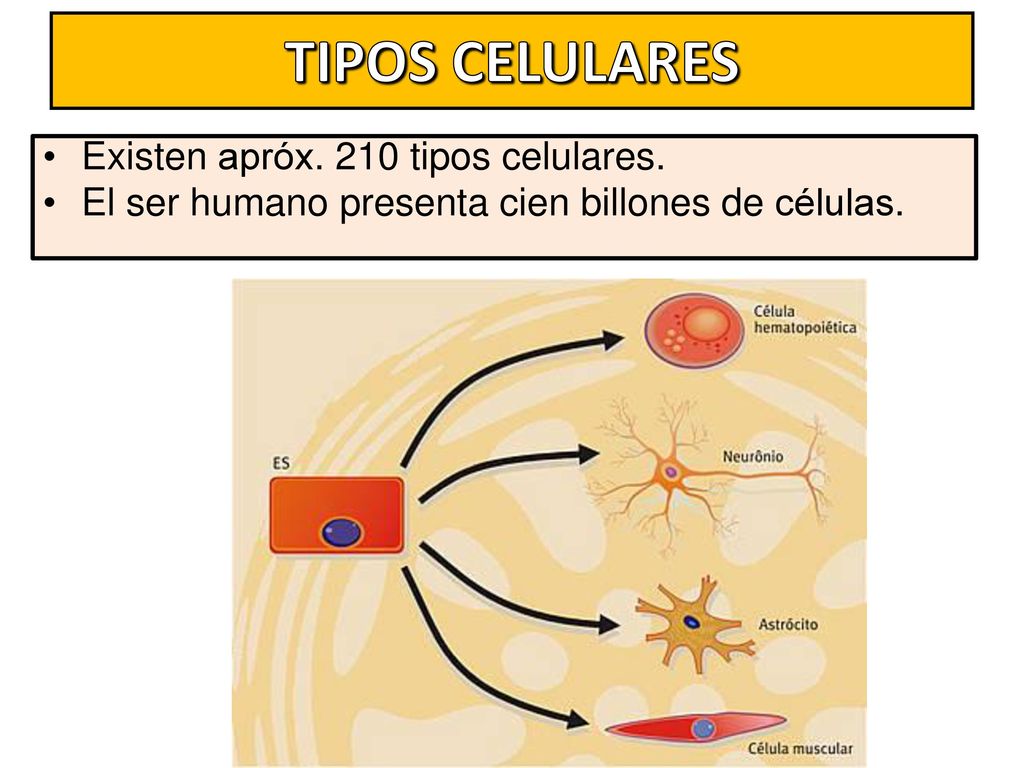 TIPOS CELULARES Existen apróx. 210 tipos celulares.