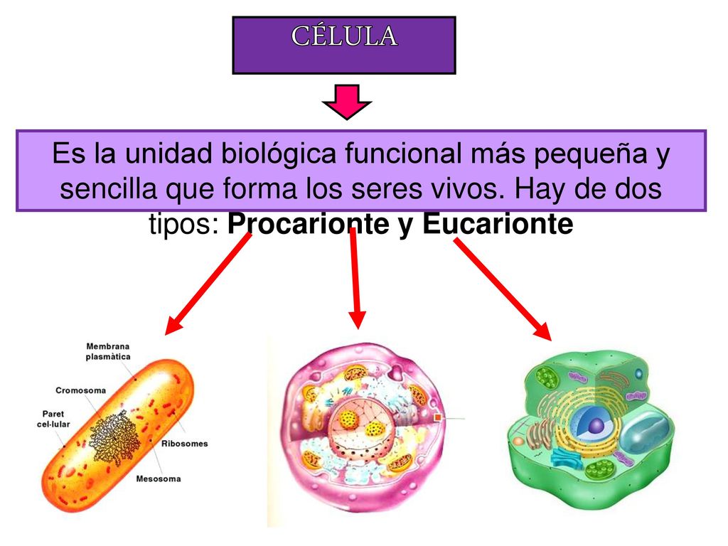 CÉLULA Es la unidad biológica funcional más pequeña y sencilla que forma los seres vivos.