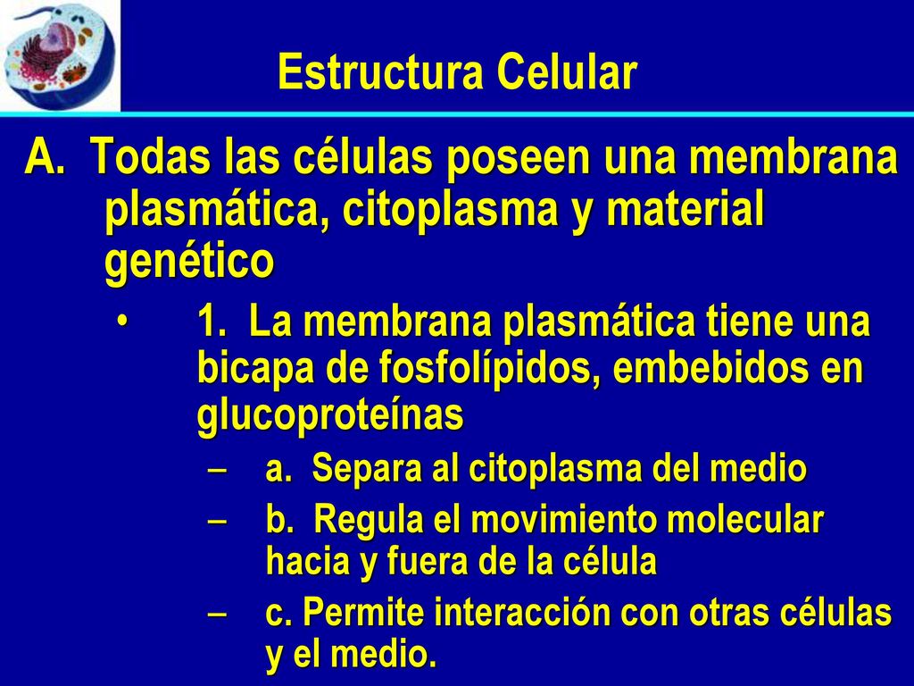 Estructura Celular A. Todas las células poseen una membrana plasmática, citoplasma y material genético.