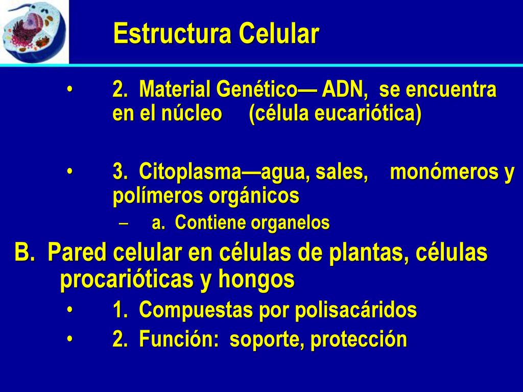 Estructura Celular 2. Material Genético— ADN, se encuentra en el núcleo (célula eucariótica)