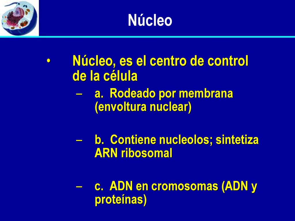 Núcleo Núcleo, es el centro de control de la célula
