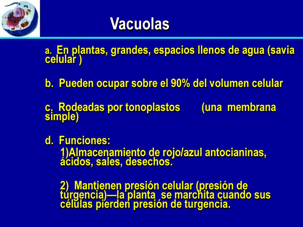 Vacuolas b. Pueden ocupar sobre el 90% del volumen celular