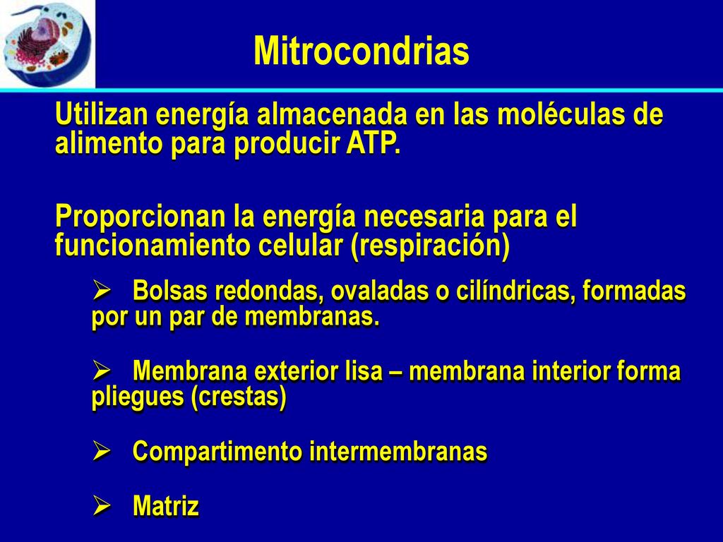 Mitrocondrias Utilizan energía almacenada en las moléculas de alimento para producir ATP.