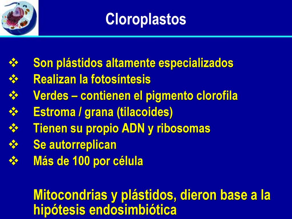 Cloroplastos Son plástidos altamente especializados. Realizan la fotosíntesis. Verdes – contienen el pigmento clorofila.