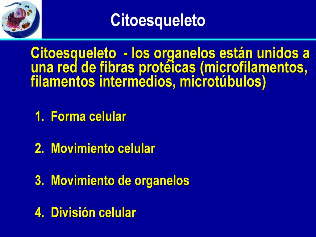 Citoesqueleto Citoesqueleto - los organelos están unidos a una red de fibras protéicas (microfilamentos, filamentos intermedios, microtúbulos)