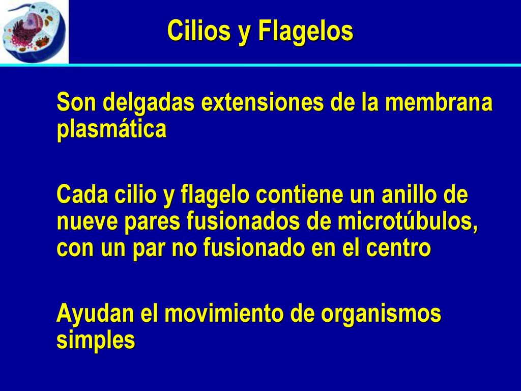 Cilios y Flagelos Son delgadas extensiones de la membrana plasmática