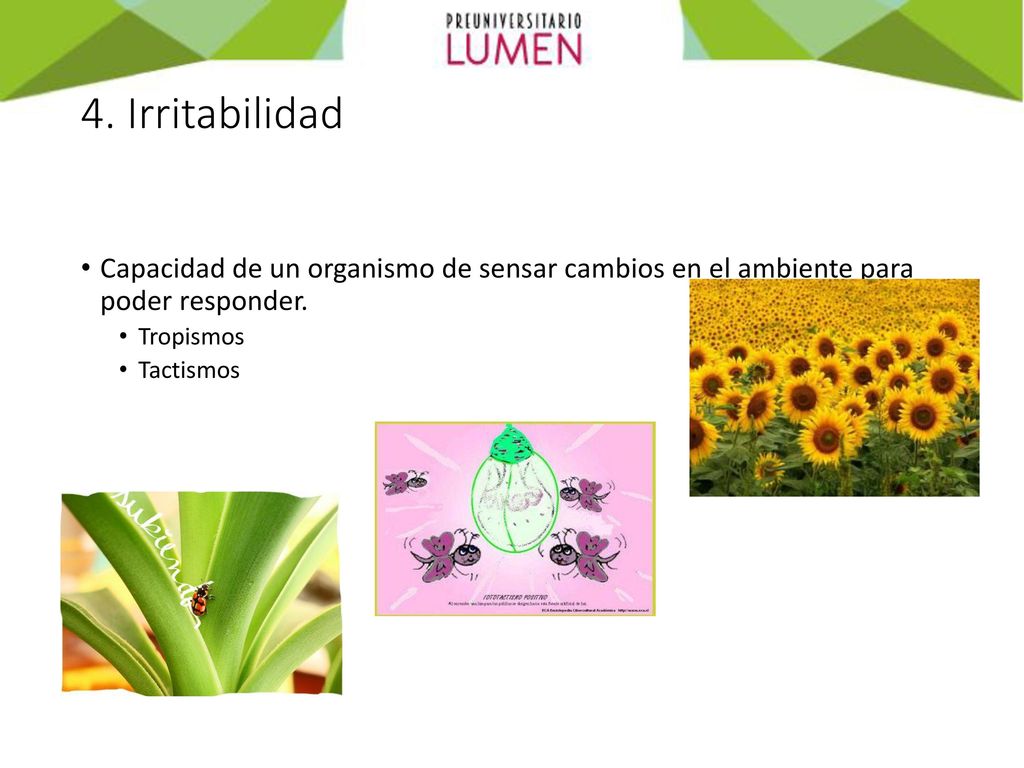 4. Irritabilidad Capacidad de un organismo de sensar cambios en el ambiente para poder responder. Tropismos.