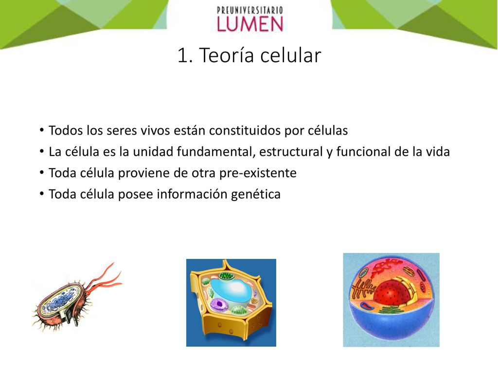 1. Teoría celular Todos los seres vivos están constituidos por células