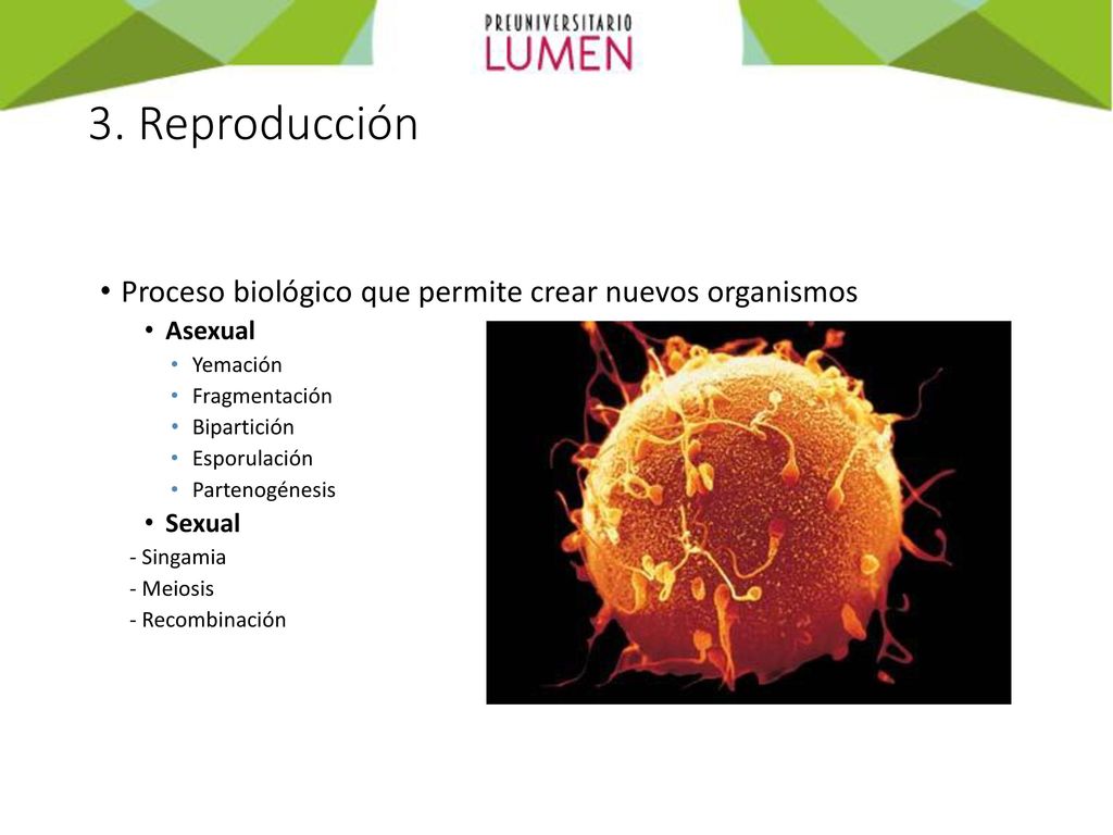 3. Reproducción Proceso biológico que permite crear nuevos organismos