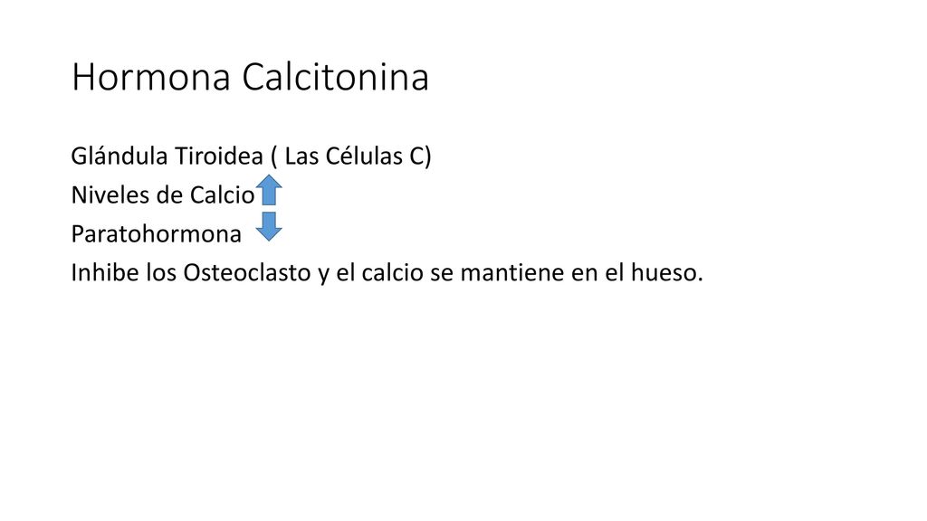 Hormona Calcitonina Glándula Tiroidea ( Las Células C) Niveles de Calcio Paratohormona Inhibe los Osteoclasto y el calcio se mantiene en el hueso.