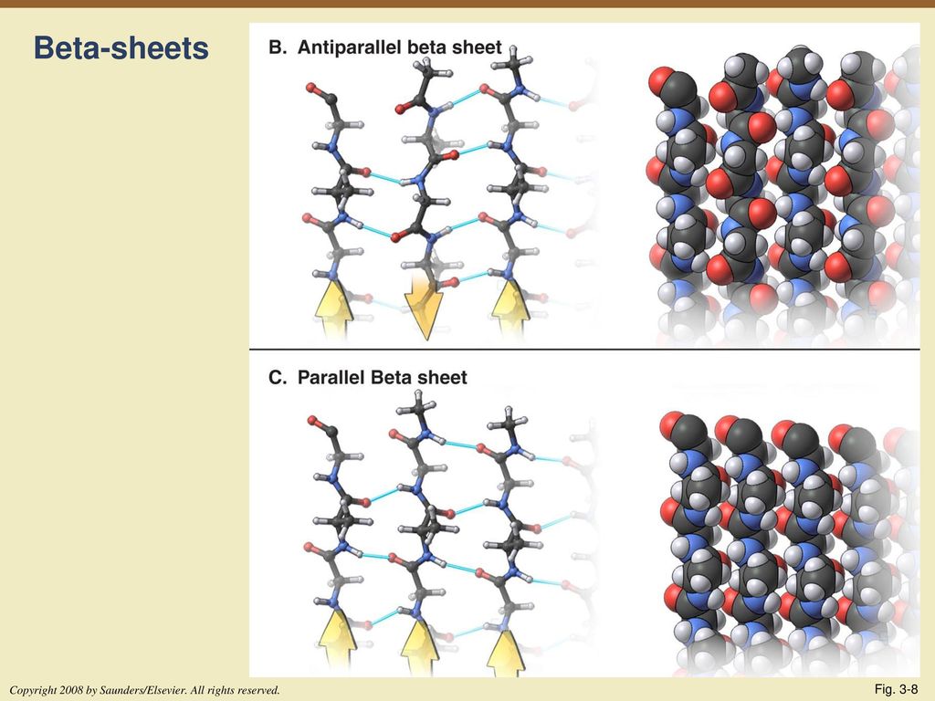 Beta-sheets Copyright 2008 by Saunders/Elsevier. All rights reserved. Fig. 3-8