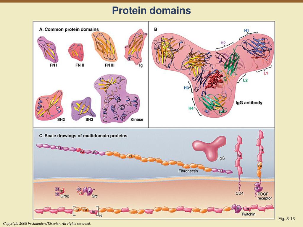 Protein domains Fig Copyright 2008 by Saunders/Elsevier. All rights reserved.
