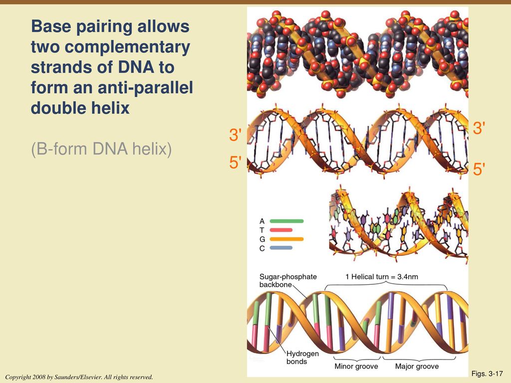 Base pairing allows two complementary strands of DNA to form an anti-parallel double helix