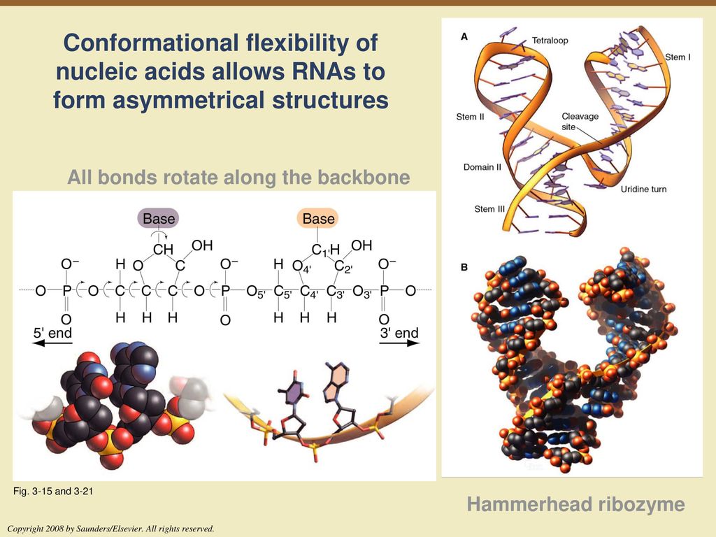 Conformational flexibility of nucleic acids allows RNAs to form asymmetrical structures