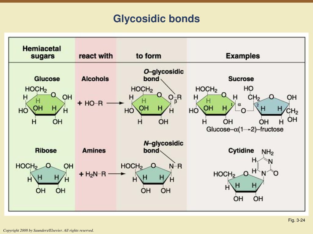 Glycosidic bonds Fig Copyright 2008 by Saunders/Elsevier. All rights reserved.