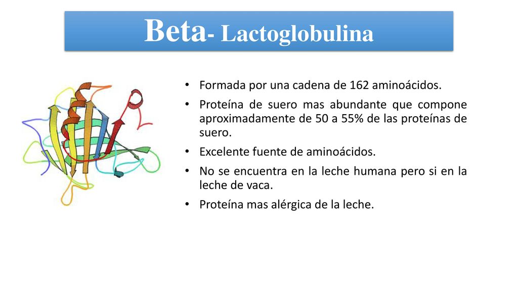 Beta- Lactoglobulina Formada por una cadena de 162 aminoácidos.