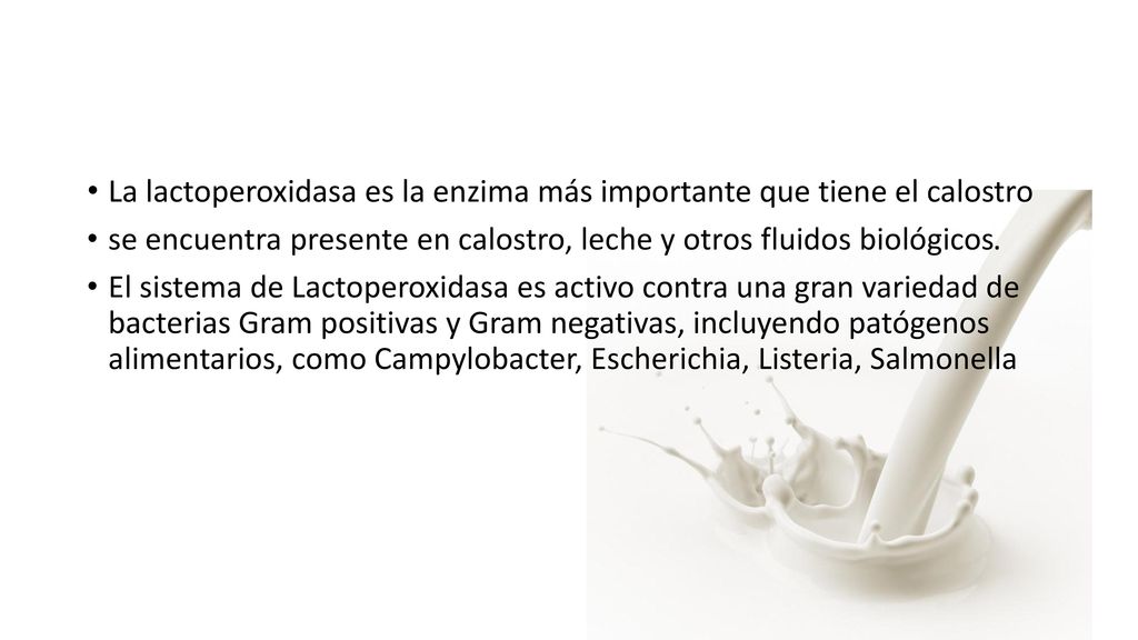 La lactoperoxidasa es la enzima más importante que tiene el calostro