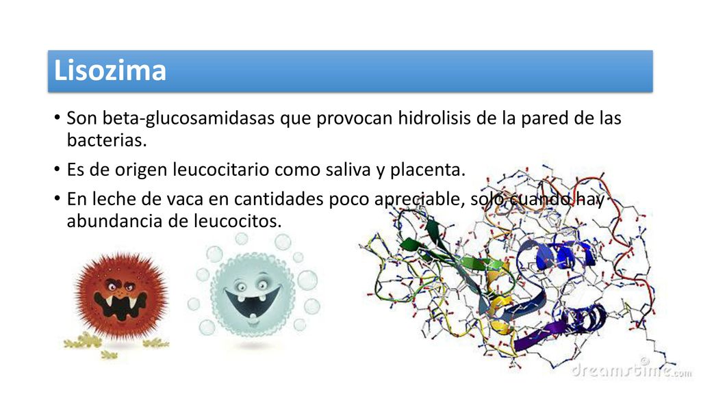 Lisozima Son beta-glucosamidasas que provocan hidrolisis de la pared de las bacterias. Es de origen leucocitario como saliva y placenta.