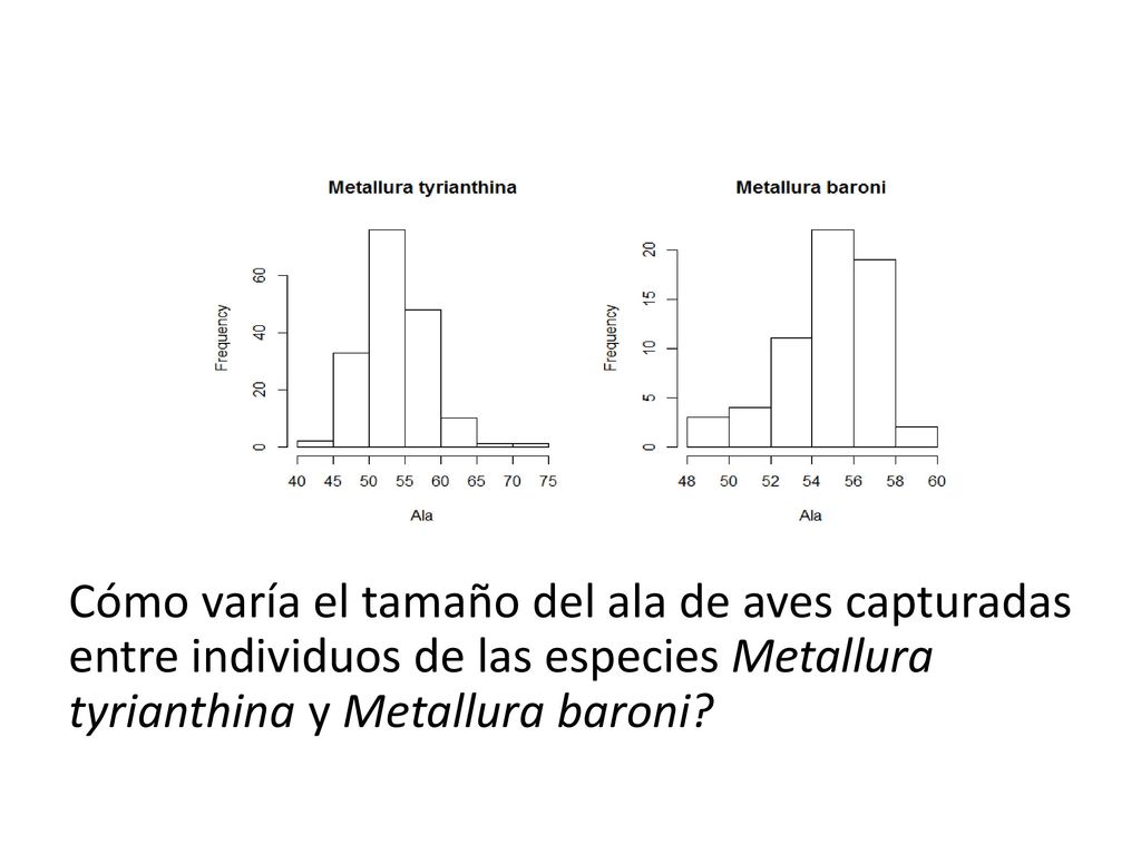 Cómo varía el tamaño del ala de aves capturadas entre individuos de las especies Metallura tyrianthina y Metallura baroni