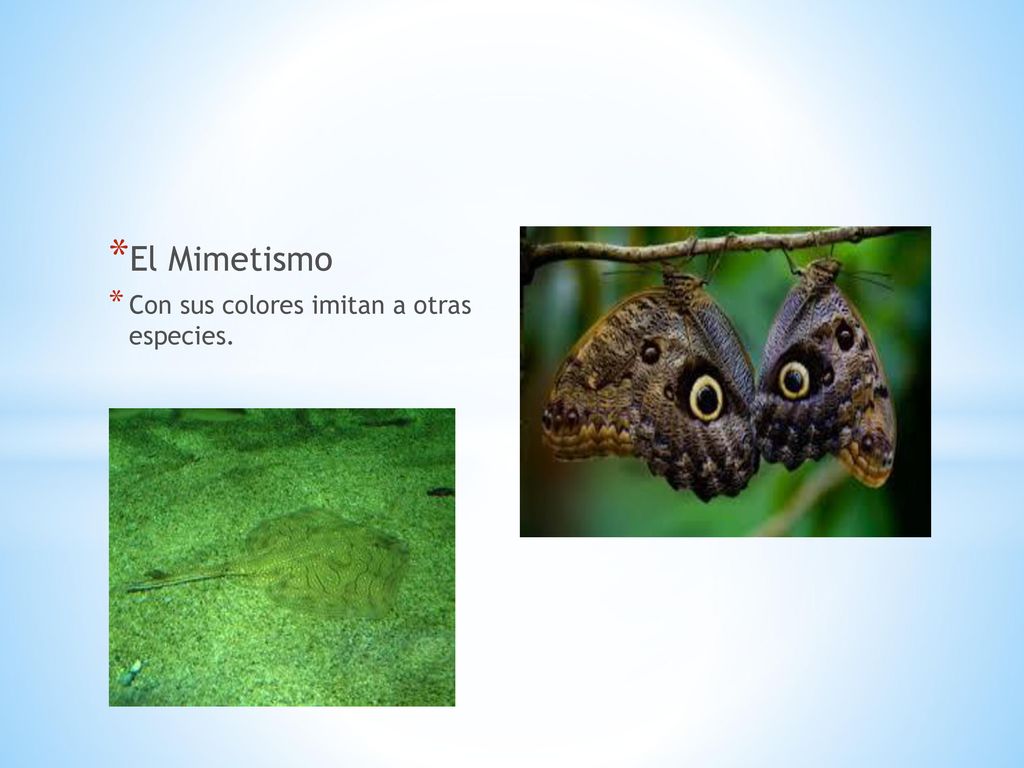 El Mimetismo Con sus colores imitan a otras especies.