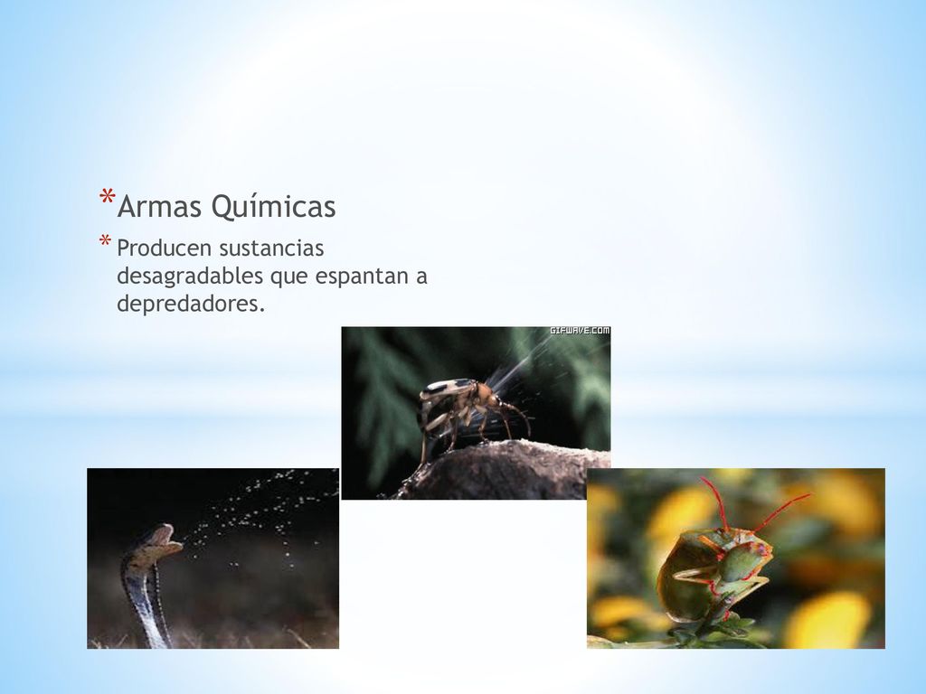 Armas Químicas Producen sustancias desagradables que espantan a depredadores.