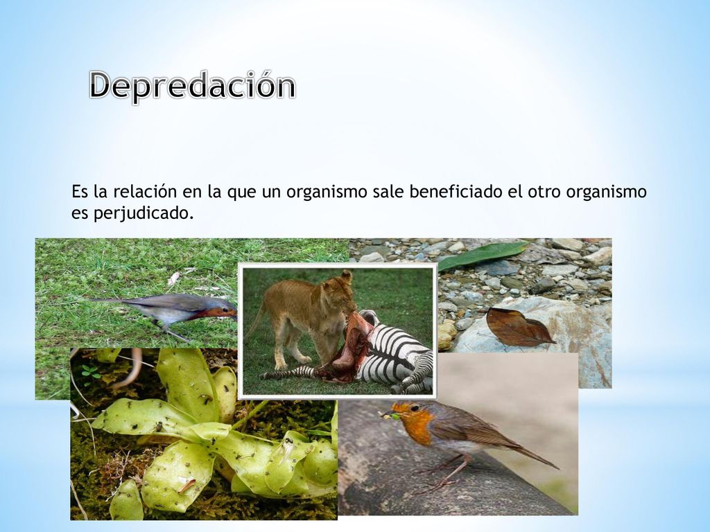Depredación Es la relación en la que un organismo sale beneficiado el otro organismo es perjudicado.