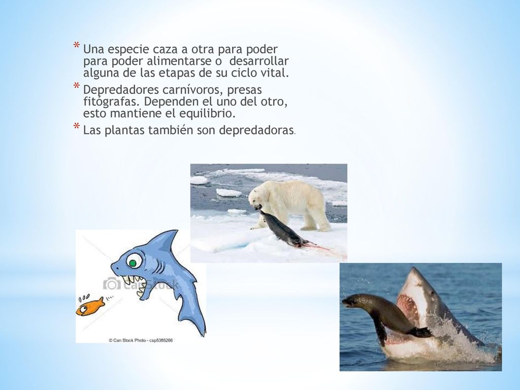 Una especie caza a otra para poder para poder alimentarse o desarrollar alguna de las etapas de su ciclo vital.
