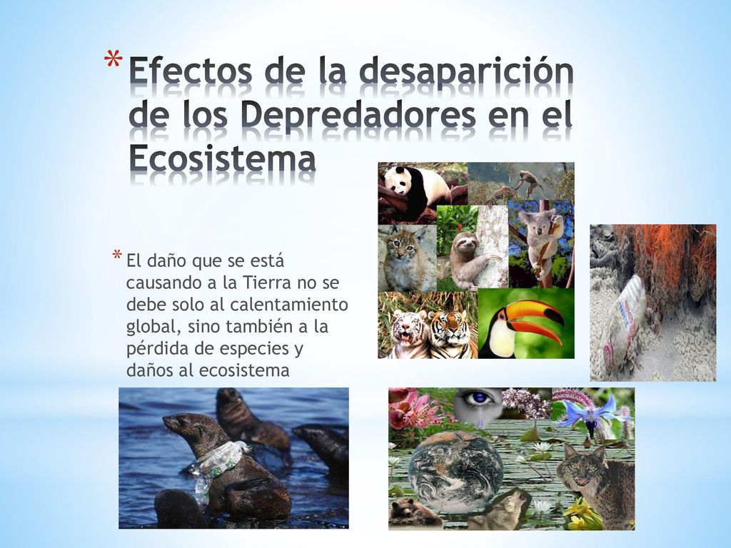 Efectos de la desaparición de los Depredadores en el Ecosistema