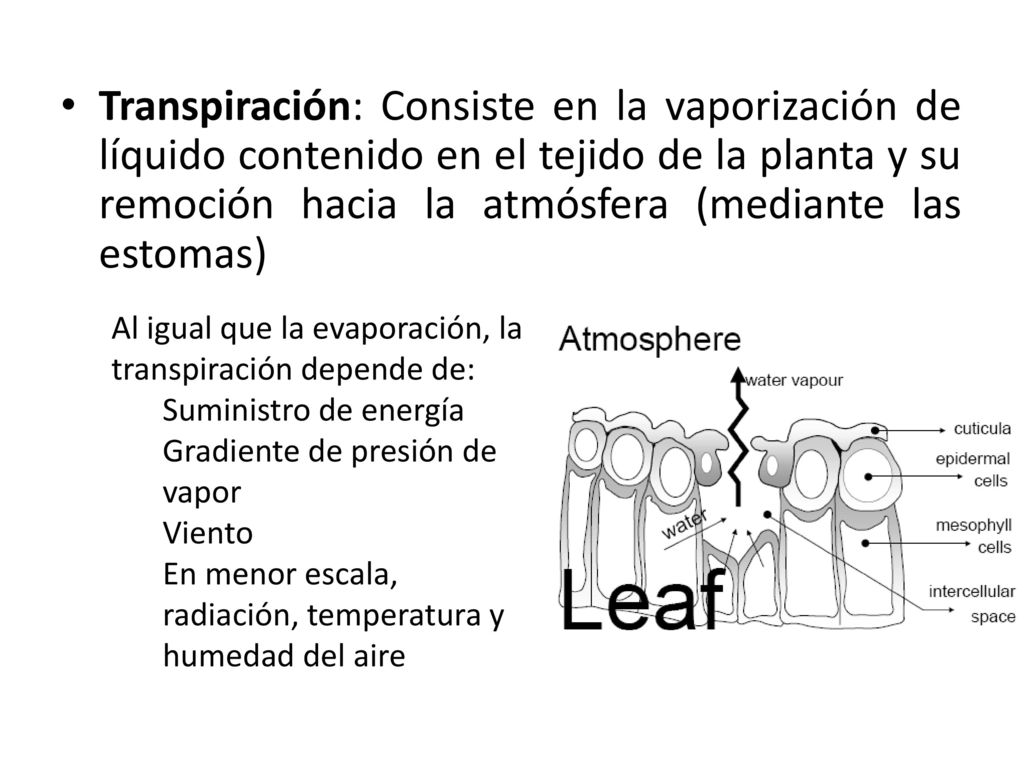 Transpiración: Consiste en la vaporización de líquido contenido en el tejido de la planta y su remoción hacia la atmósfera (mediante las estomas)
