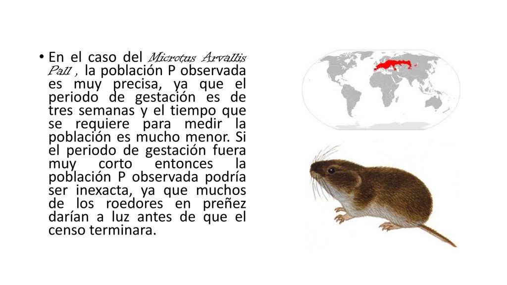 En el caso del Microtus Arvallis Pall , la población P observada es muy precisa, ya que el periodo de gestación es de tres semanas y el tiempo que se requiere para medir la población es mucho menor.