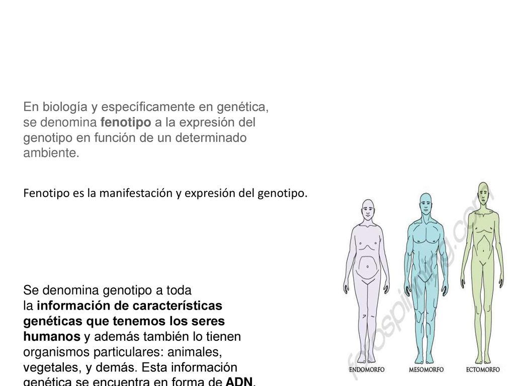 En biología y específicamente en genética, se denomina fenotipo a la expresión del genotipo en función de un determinado ambiente.