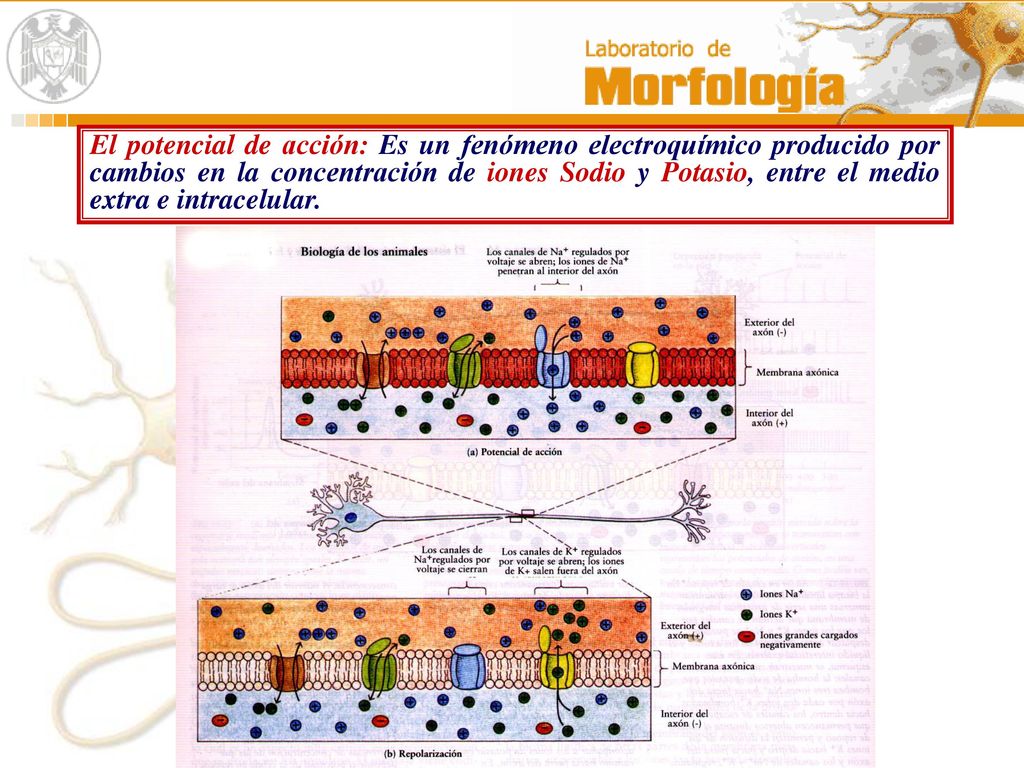 El potencial de acción: Es un fenómeno electroquímico producido por cambios en la concentración de iones Sodio y Potasio, entre el medio extra e intracelular.