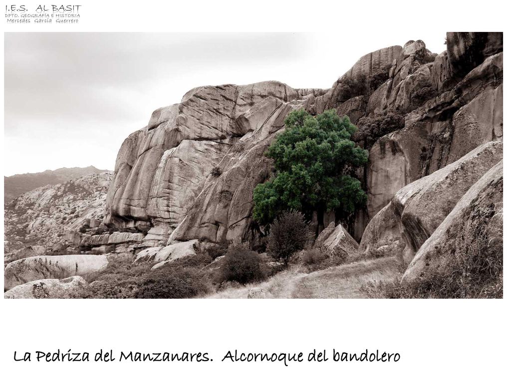 La Pedriza del Manzanares. Alcornoque del bandolero