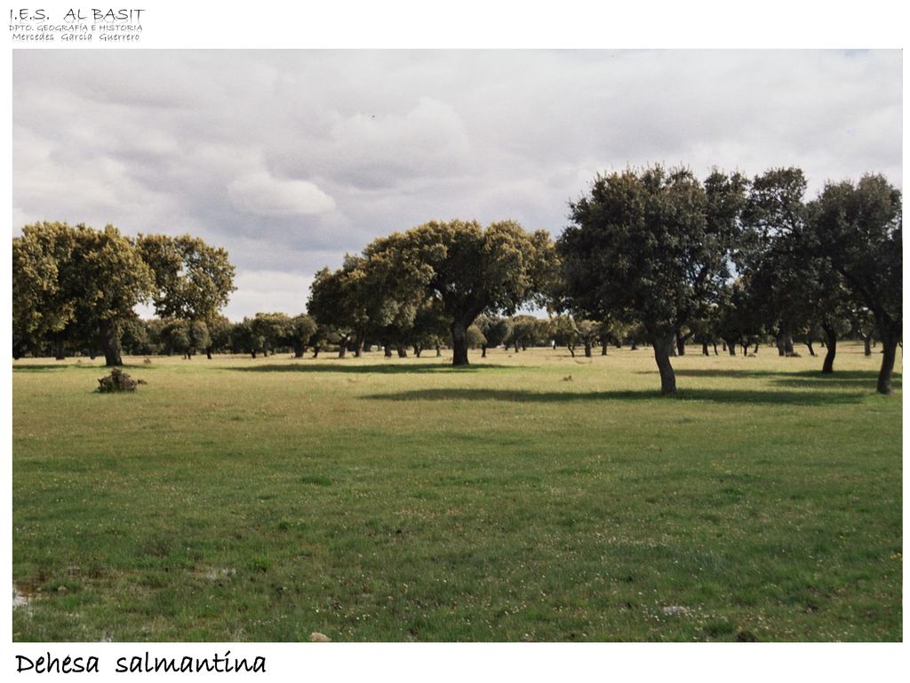 Dehesa salmantina I.E.S. Al Basit Dpto. Geografía e Historia