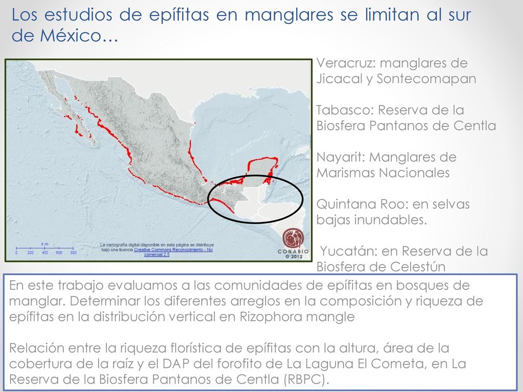 Los estudios de epífitas en manglares se limitan al sur de México…